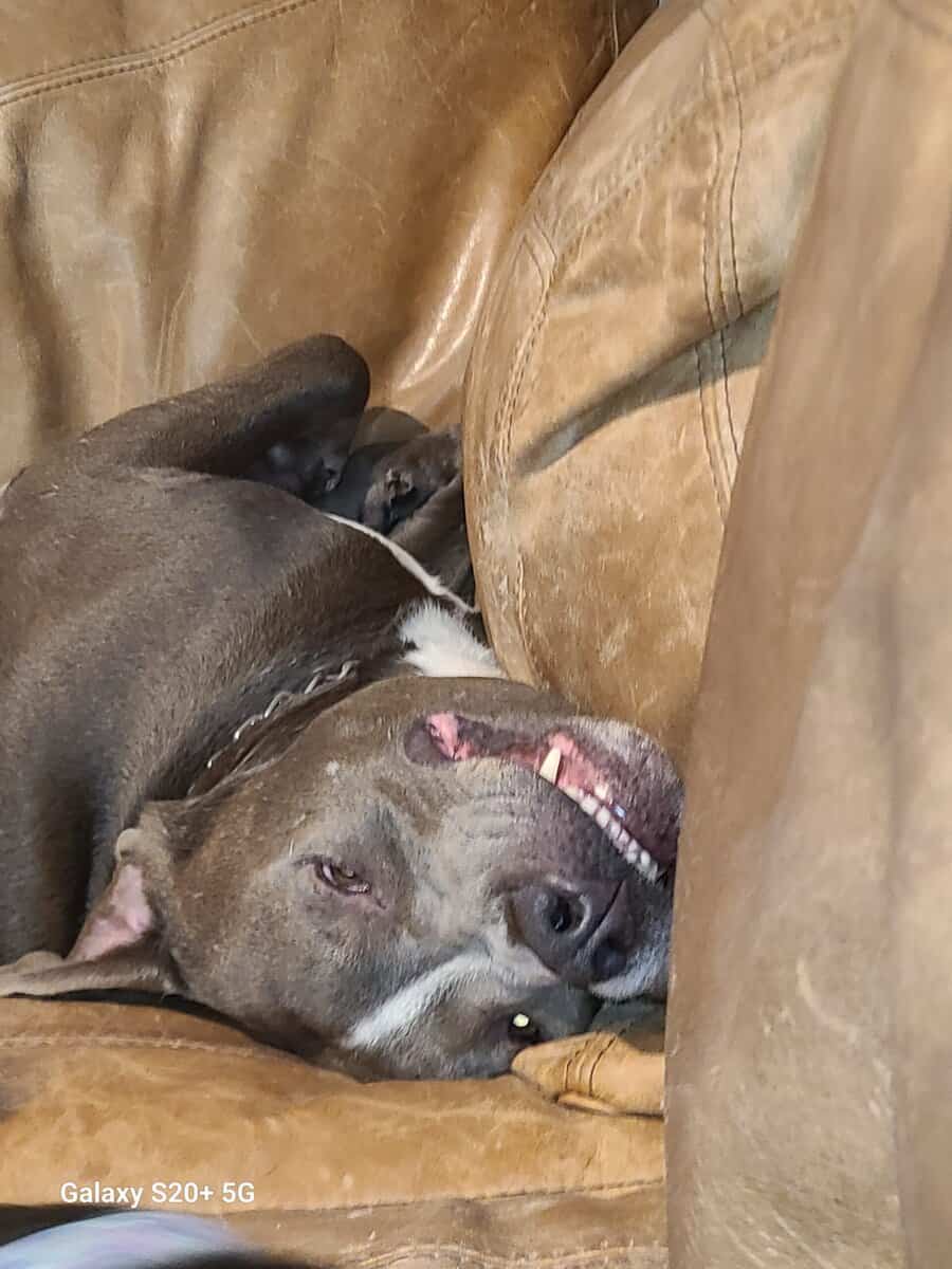 Rehome Xan image 3