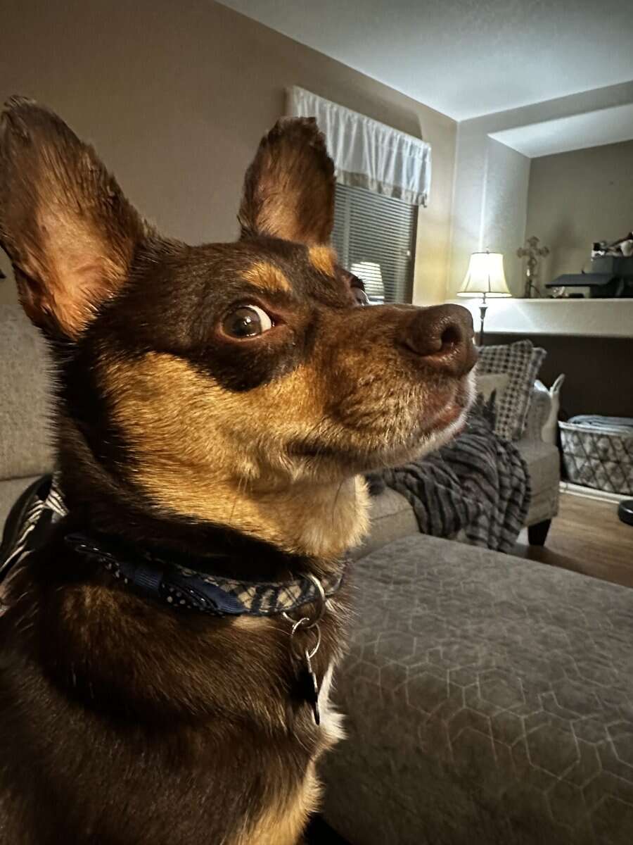 Adult Chihuhua Mix Looking for Loving Home image 3