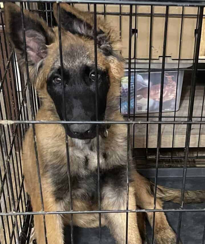 Ziva Belgian Malinois image 1