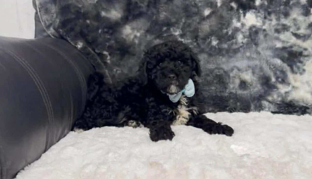 Darling Cavapoo boy image 1