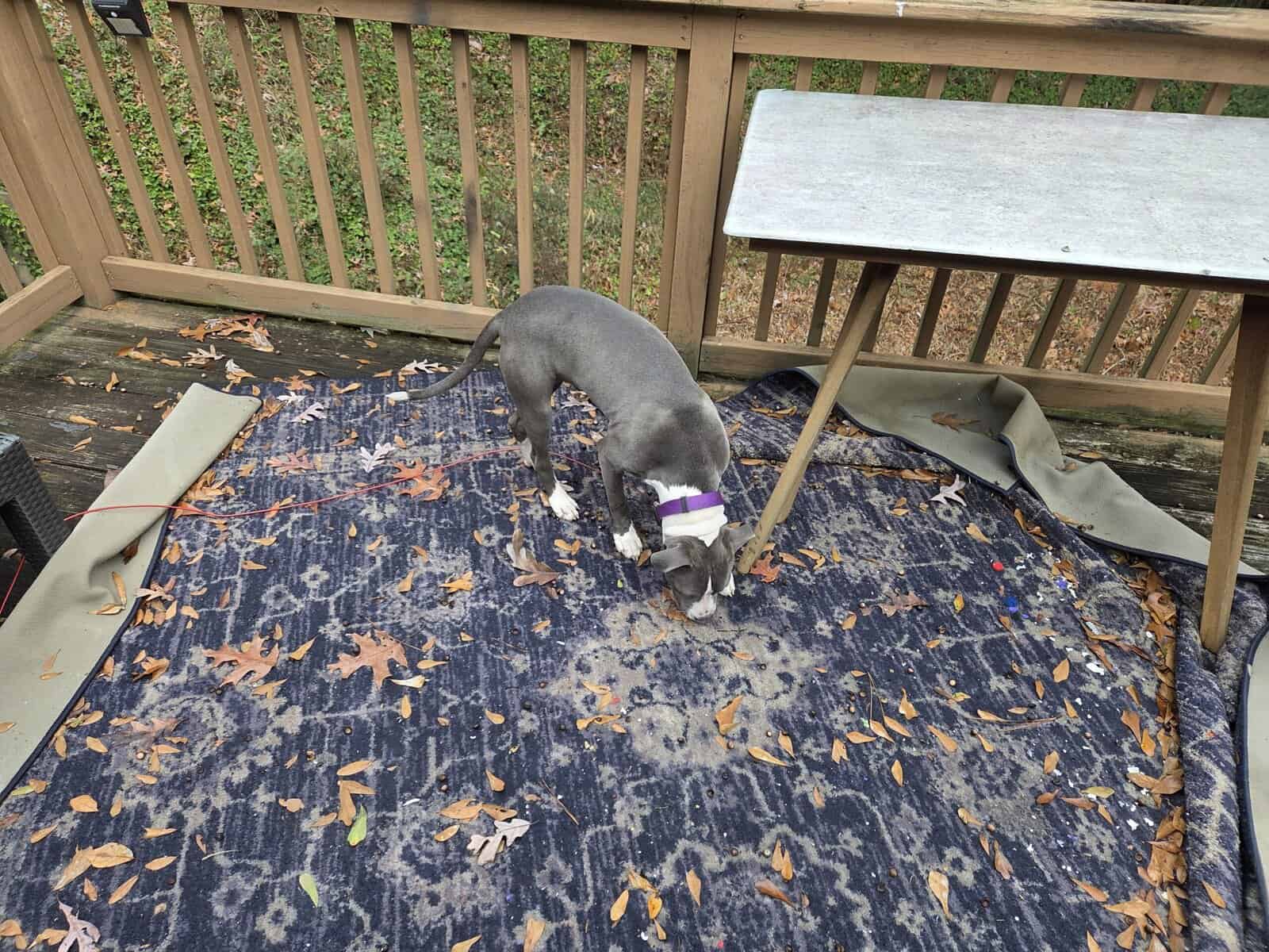 Female blue nose 6 weeks okd image 2