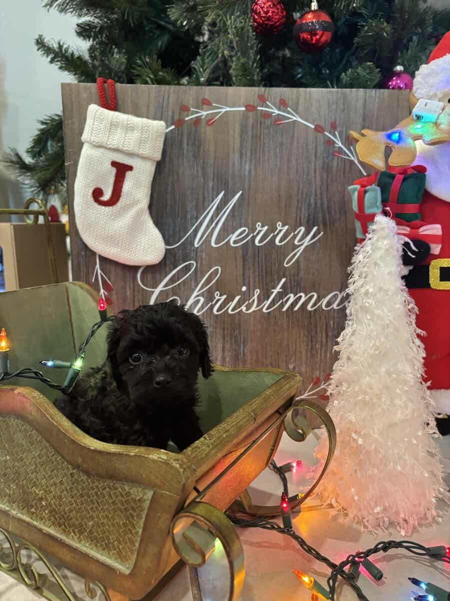 Merry Christmas! image 4