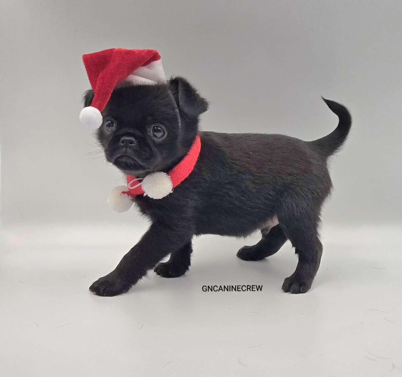 Brussels Griffon image 7