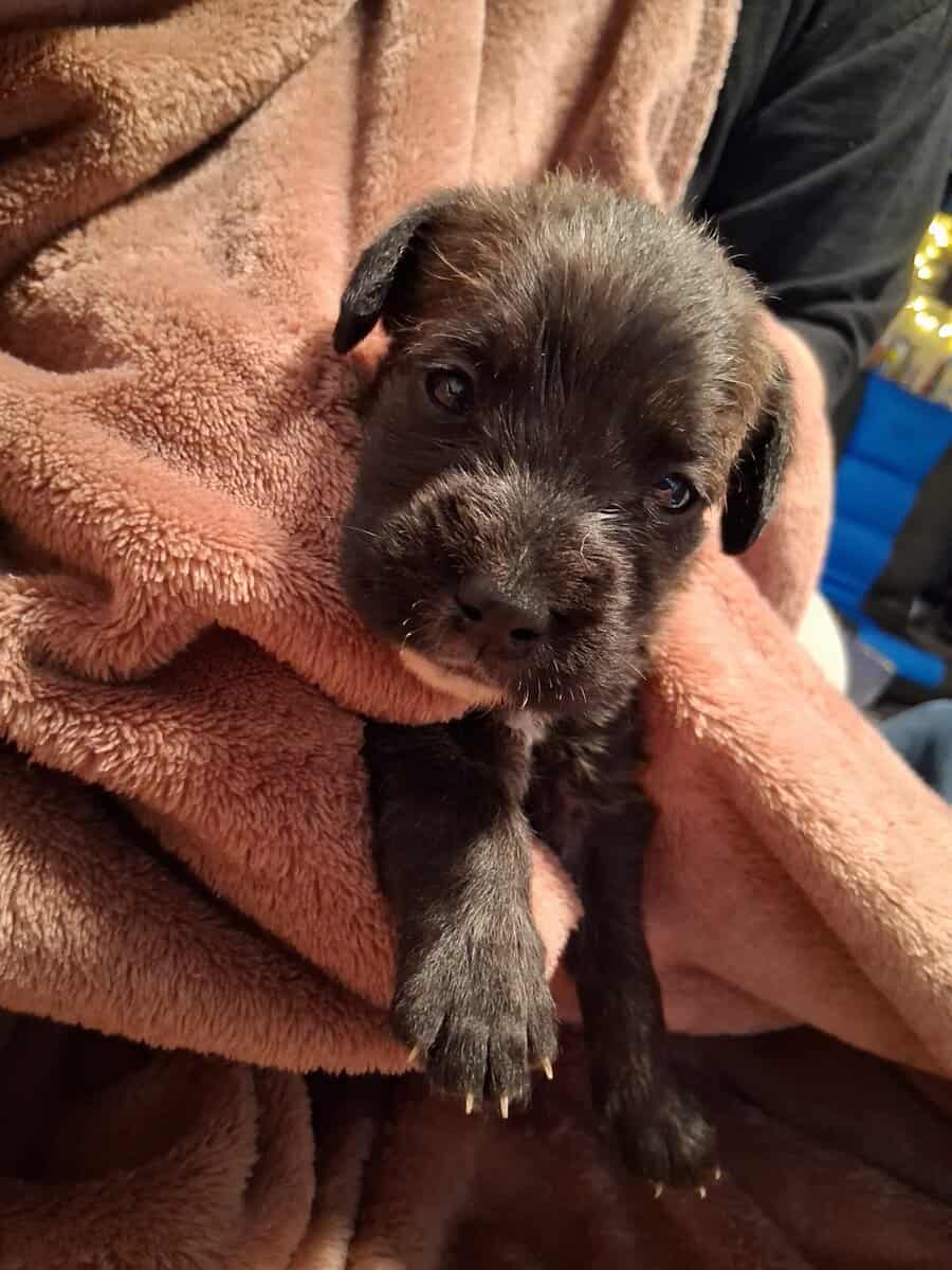 PITOODLE PUPPIES image 6