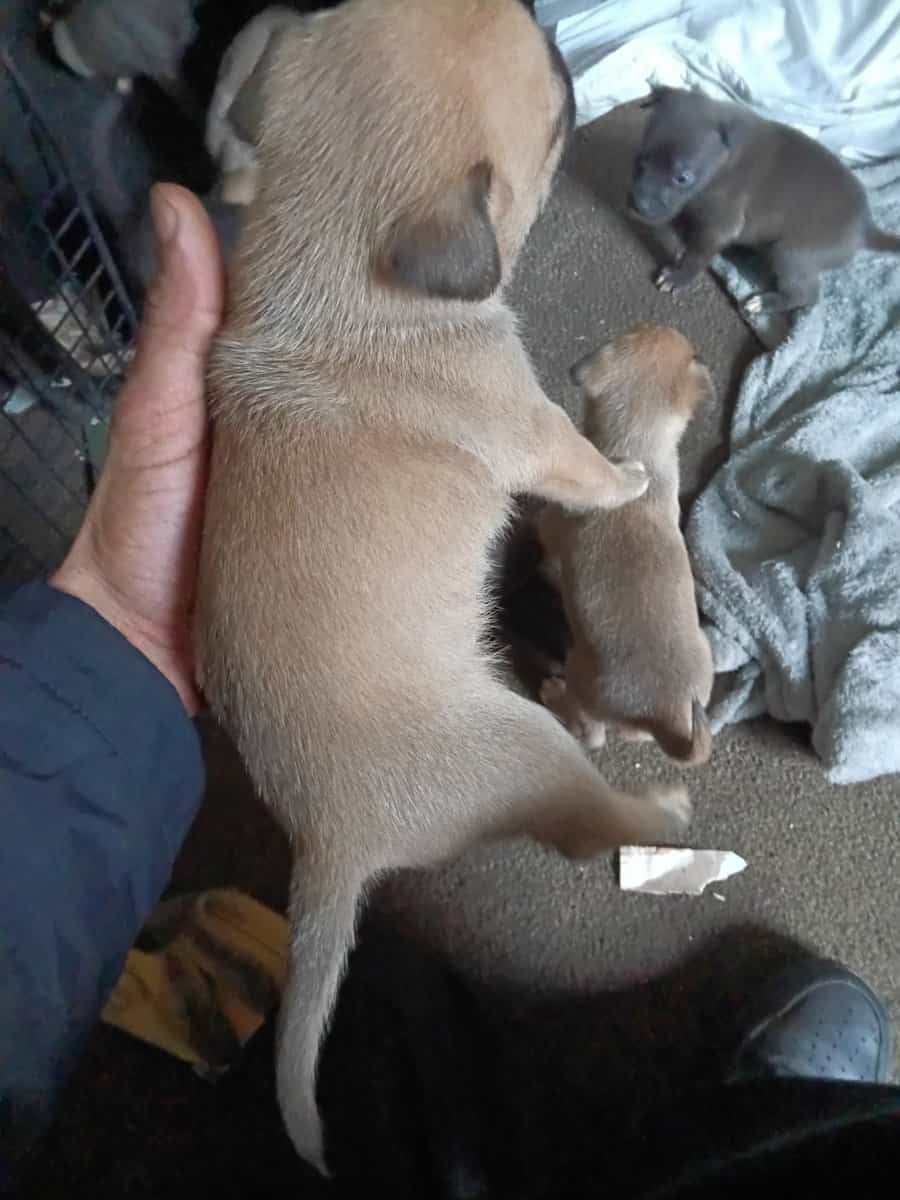 Beautiful 2 months old puppies image 3