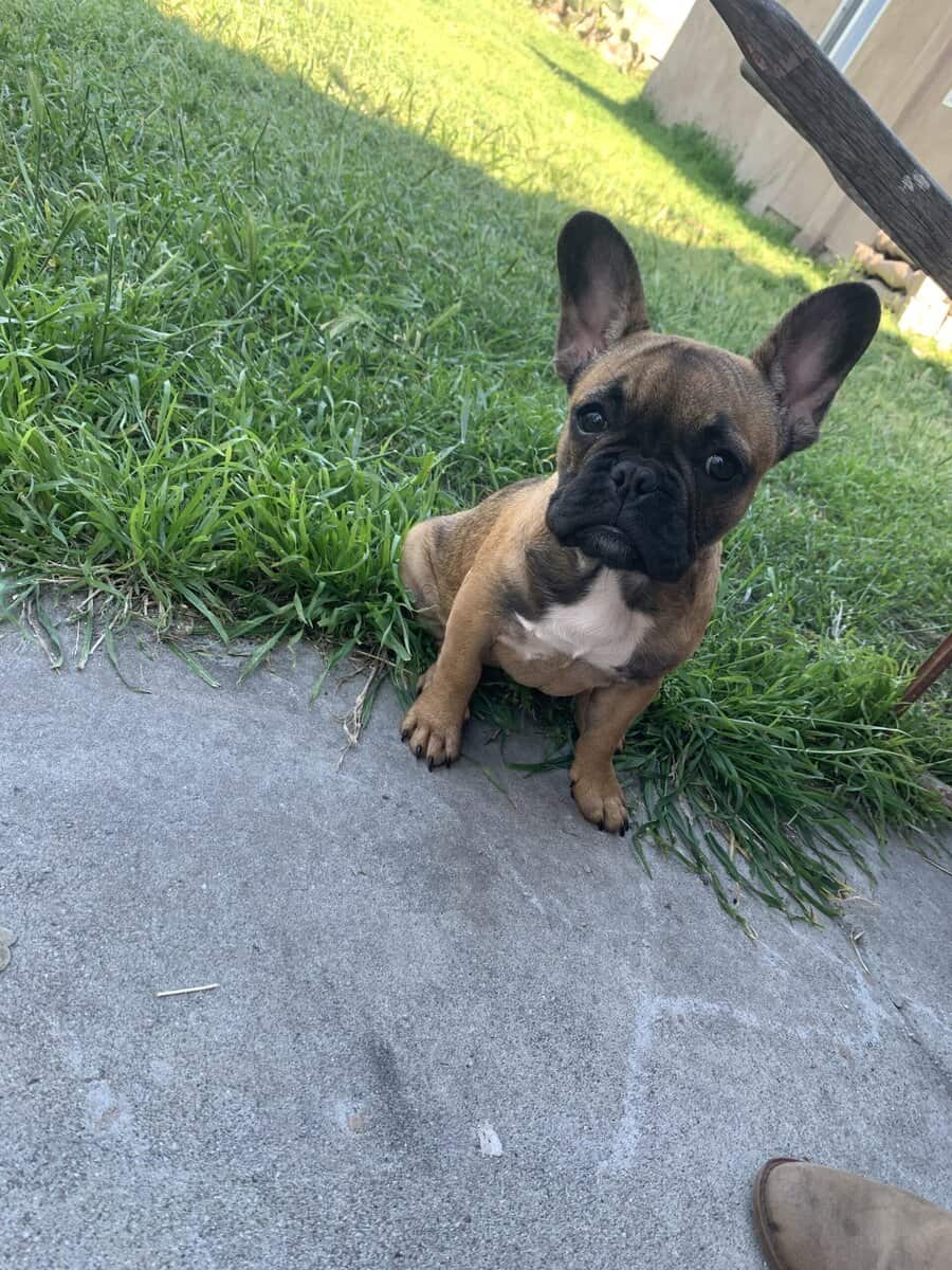 6 year old French bulldog needs to be rehomed image 1