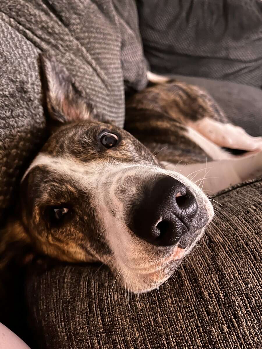 Rehoming Dog image 1