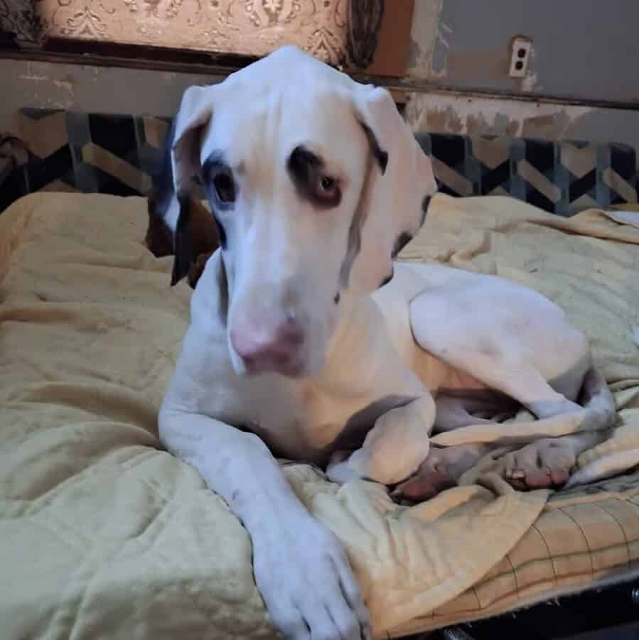 Great Dane puppies for sale image 1