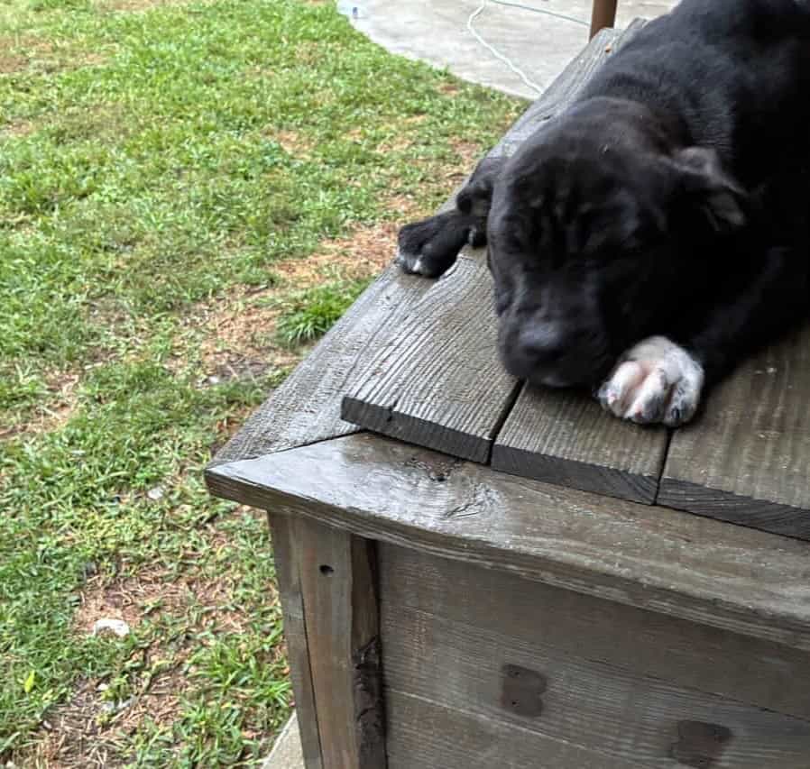 Bully Pups image 1