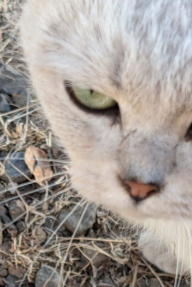 Please give this Green-Eyed Beauty a Home image 4