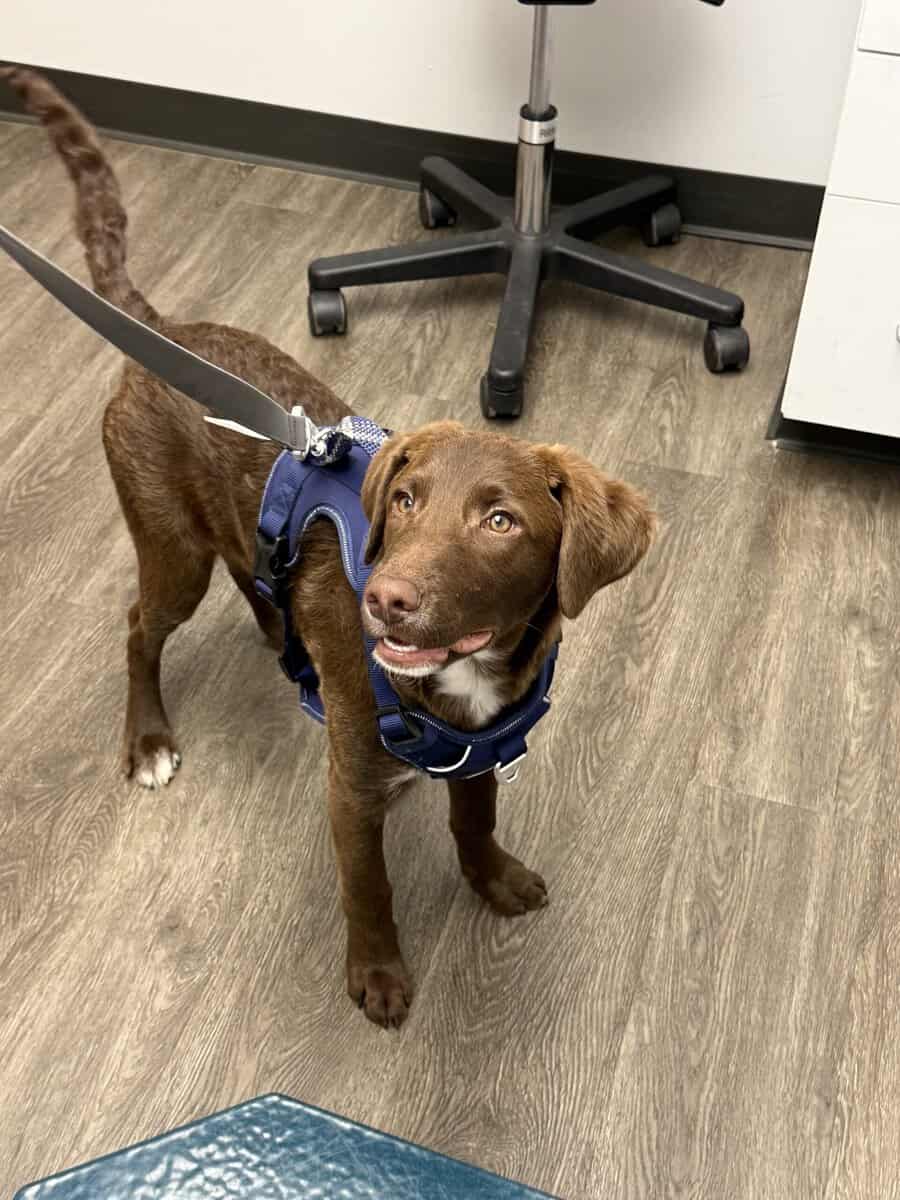 5 month old puppy image 1