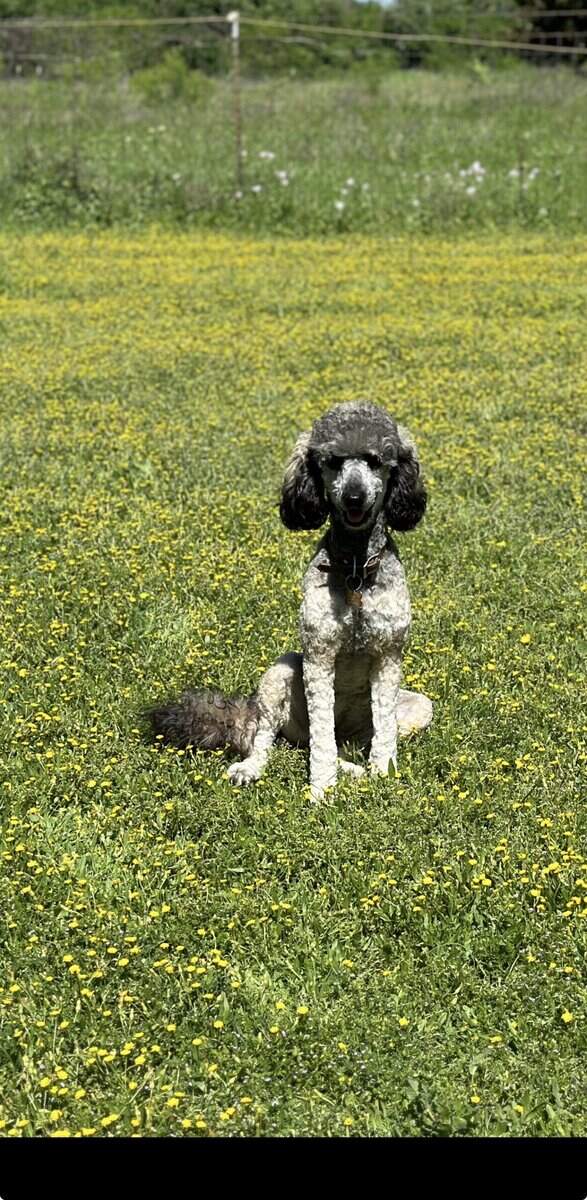Female Poodle image 4