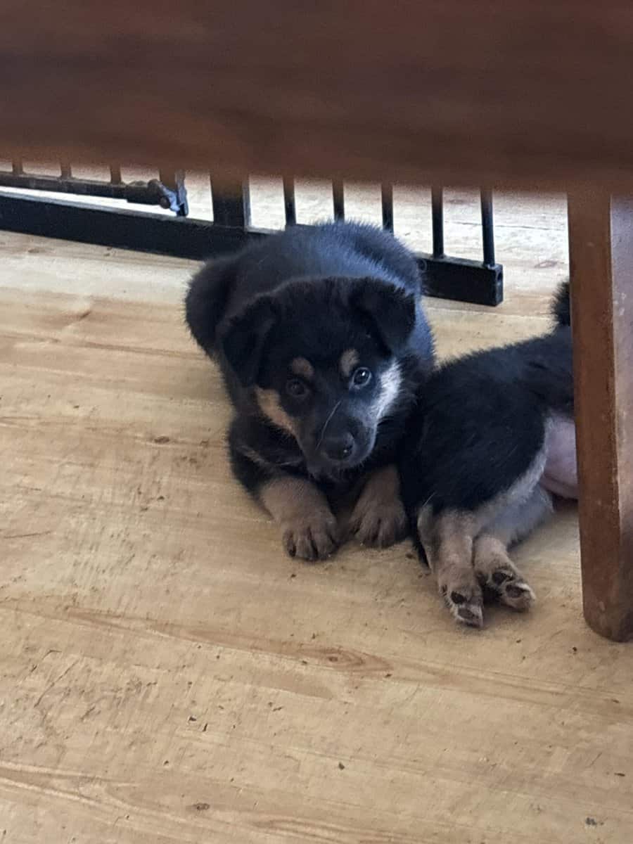 German Shepherd puppies be ready to go for Christm image 1