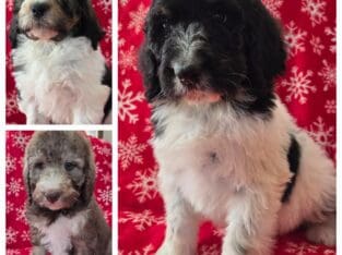 Bernedoodles – F1-B