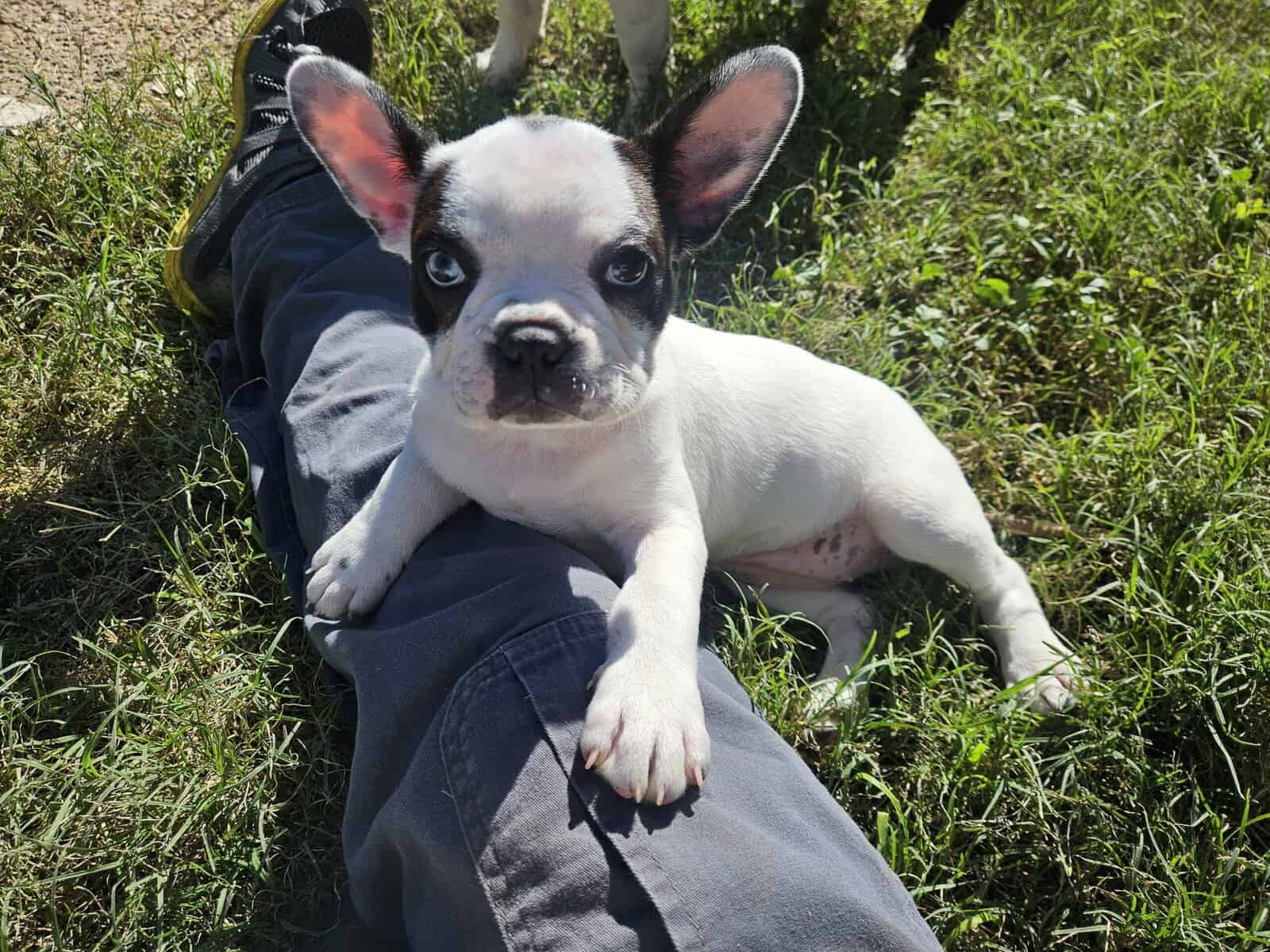 Frenchton image 5