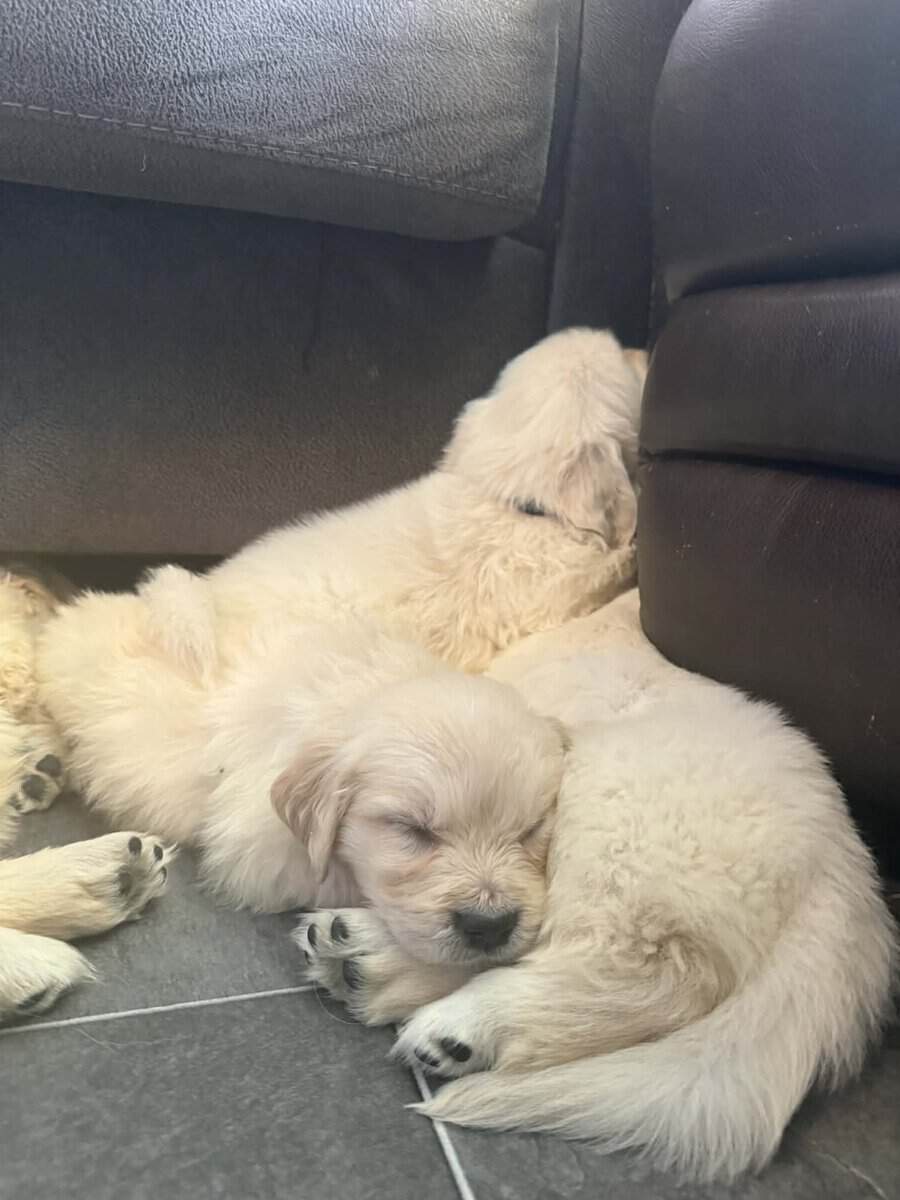 Full English lines Golden Retrievers image 8