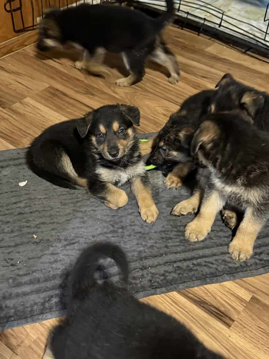 German shepherd puppies ready 12/20/2025 image 23