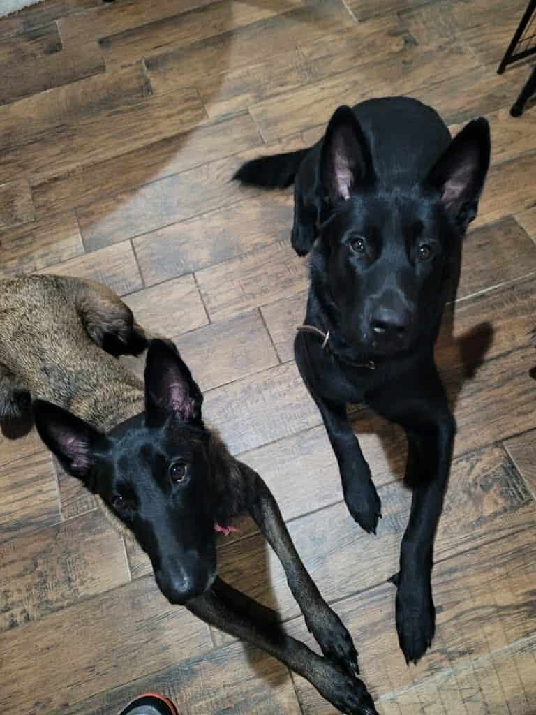 Belgian malinois pups image 19