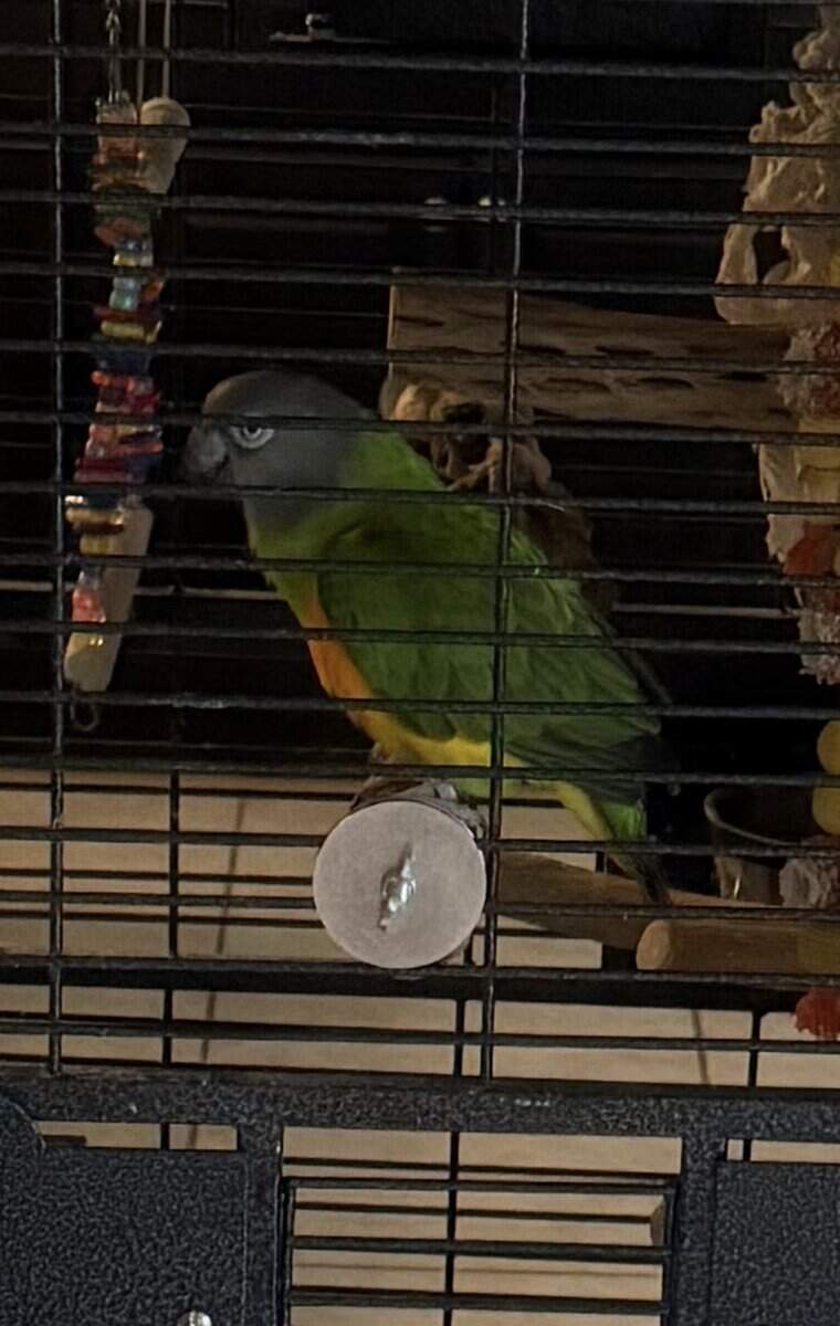 Senegal Parrot Needs a New Home - Includes Cage image 1