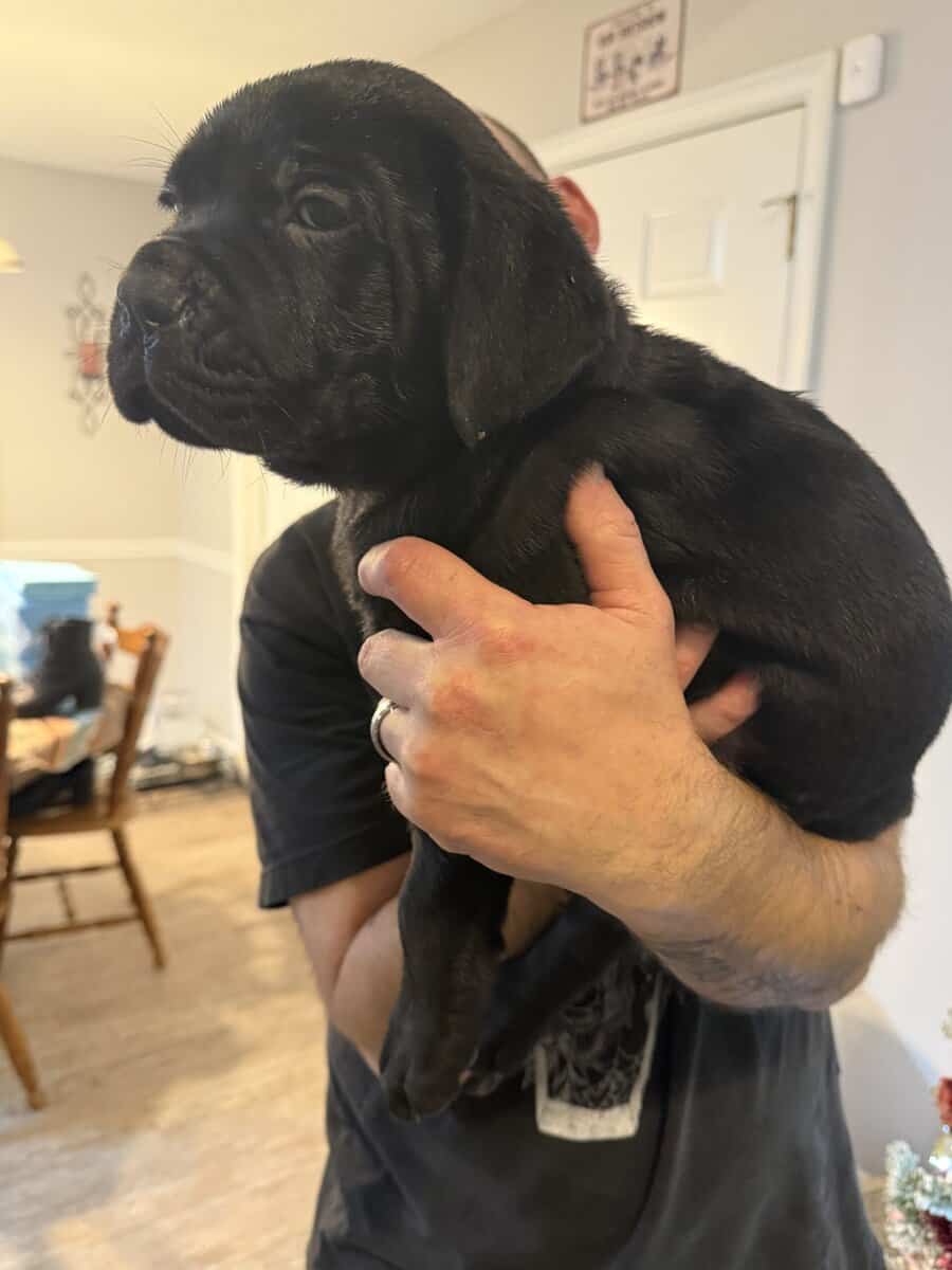 8 weeks old Male Cane Corso image 8