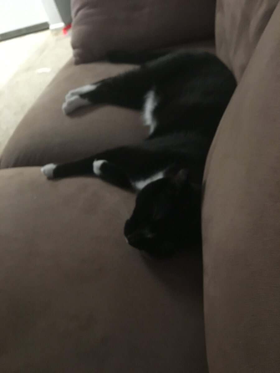 Domestic Shorthair Kitten, male needs a home image 13