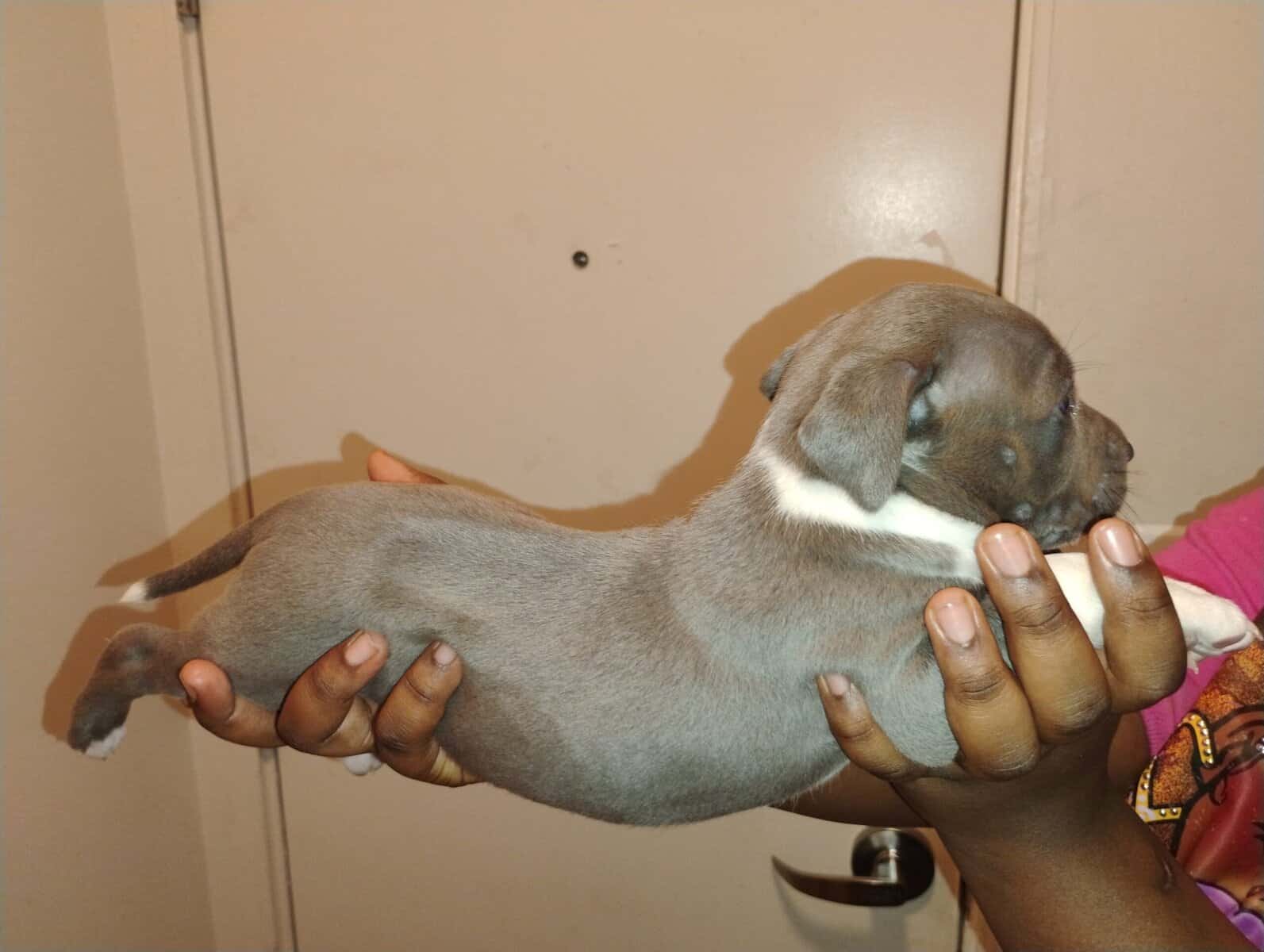 Corso pit mix image 11