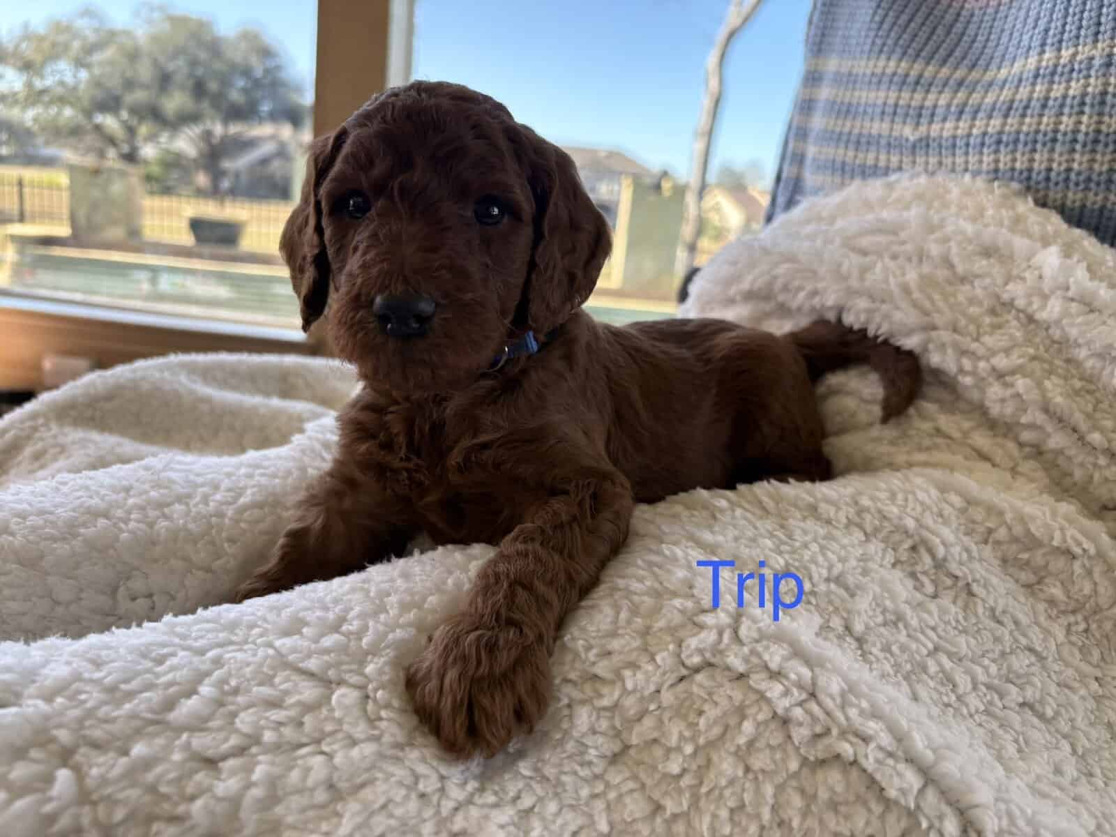 GORGEOUS GOLDENDOODLE PUPPIES! image 2