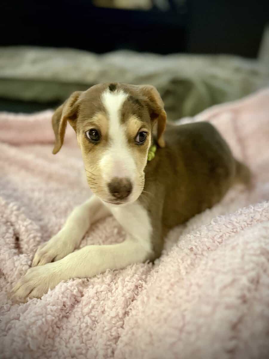 Beautiful Blue-Eyed & Merle Puppies image 3