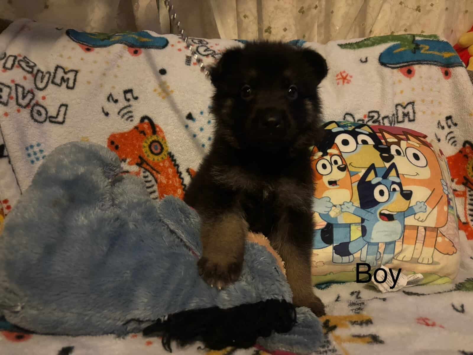 Full bred, German Shepherd puppies image 4