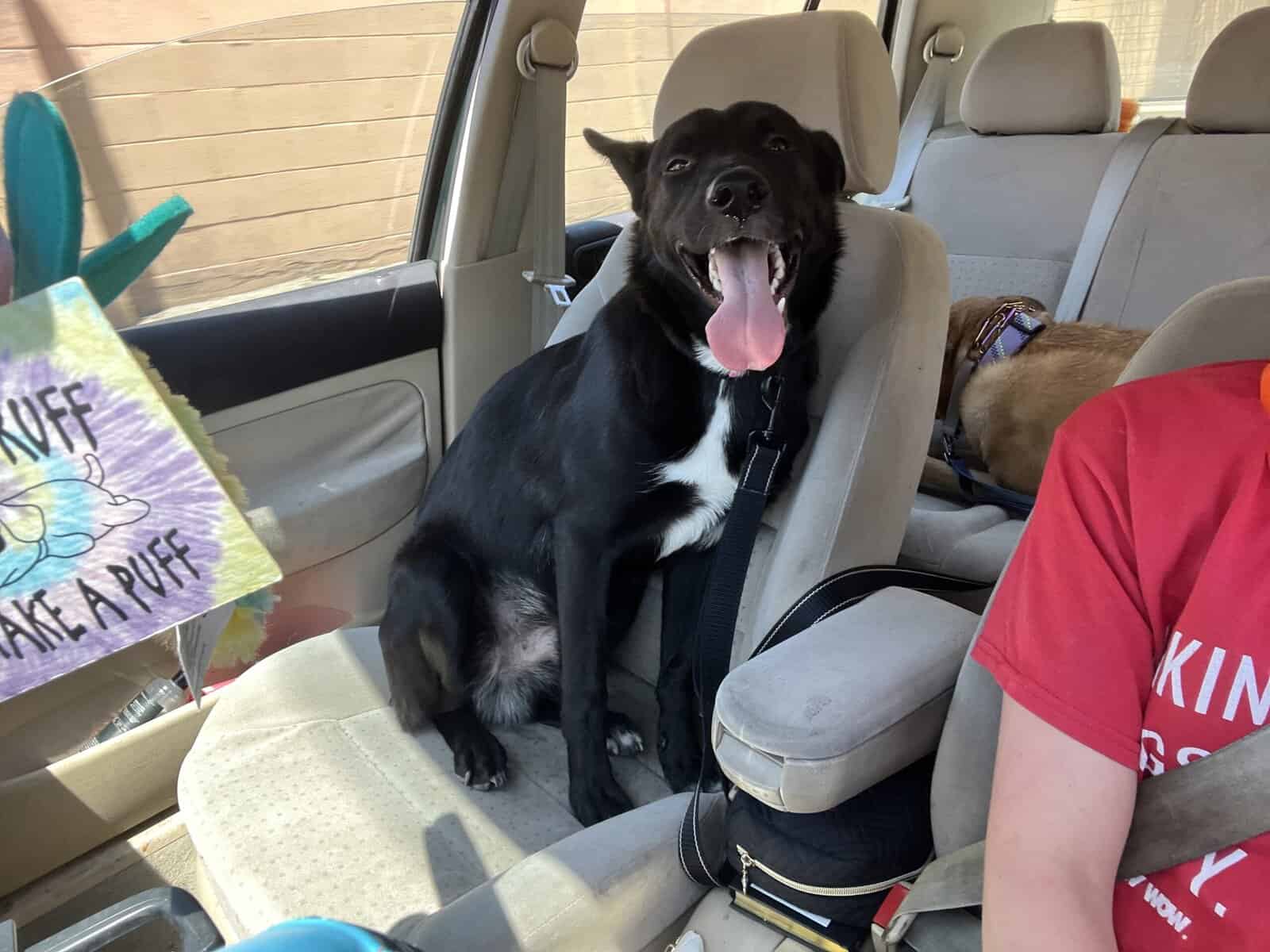 rehoming my dog image 3