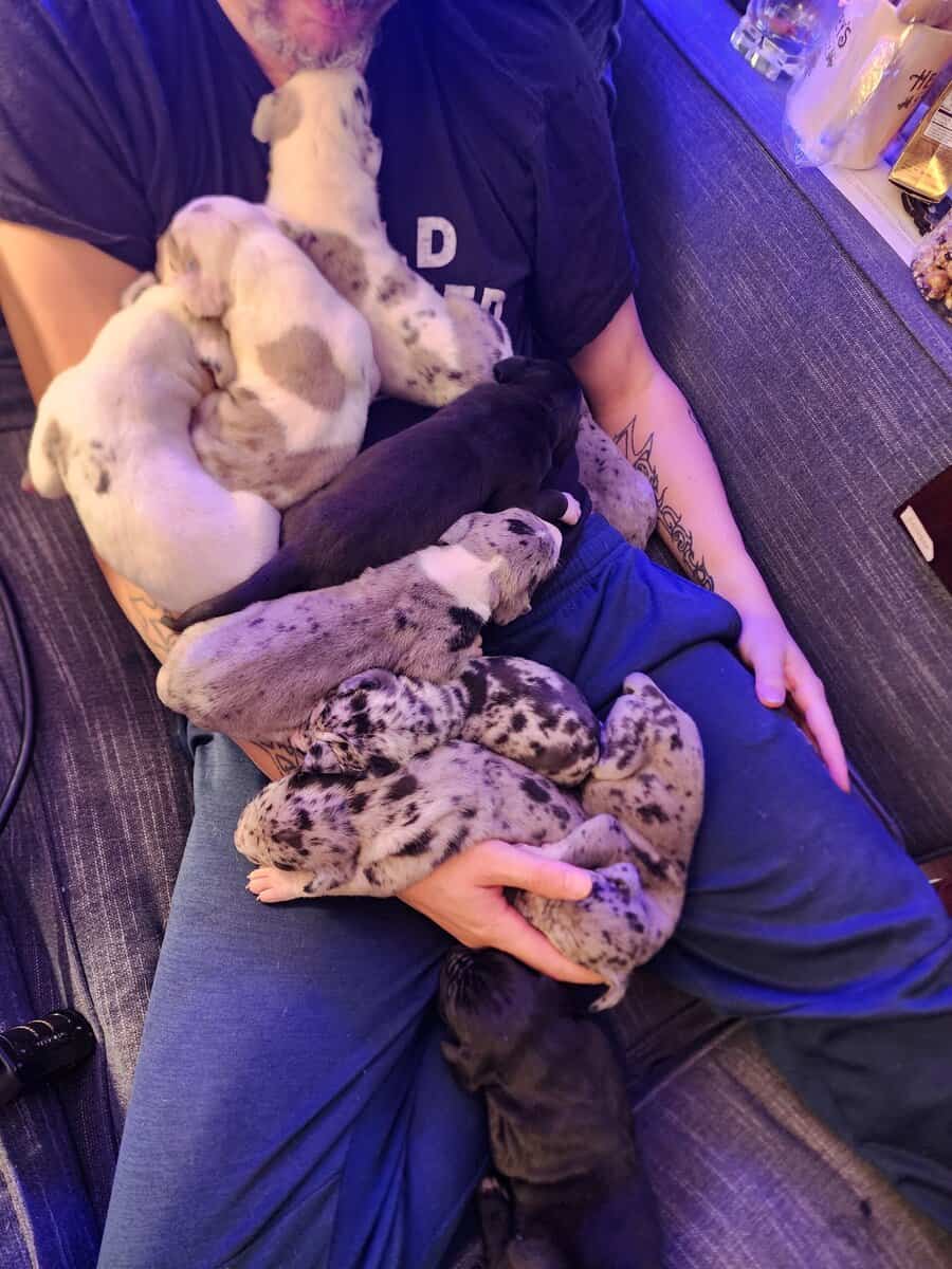 Great Dane Puppies image 1