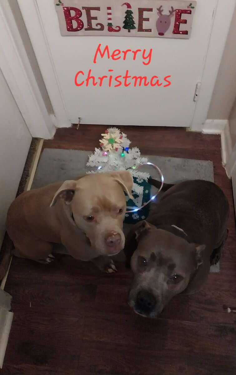 Bully mixes image 2