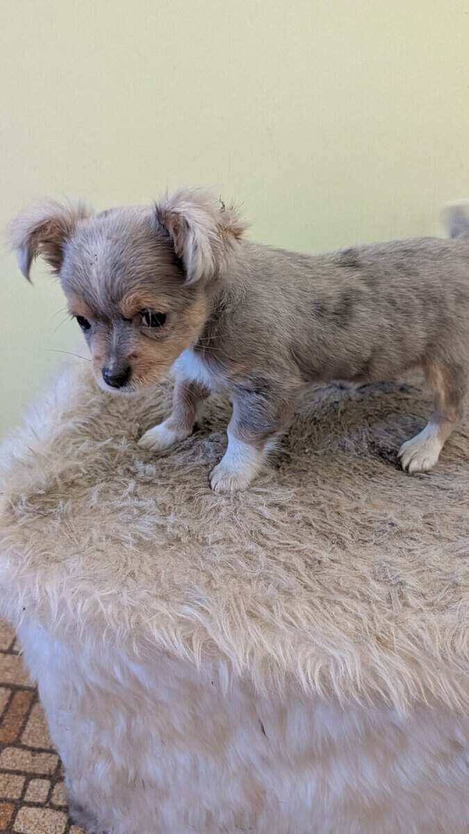 Male blue Merle Chihuahua puppy image 1