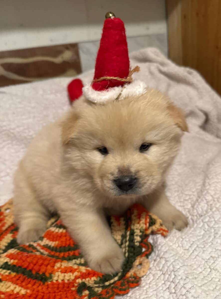 Snowball Chow Chow Cream Male image 1