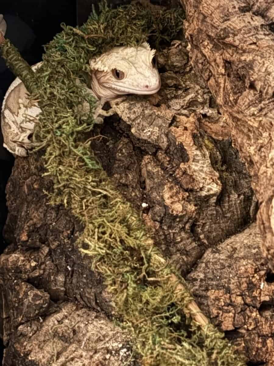 Crested Gecko + Terrarium and Supplies image 4