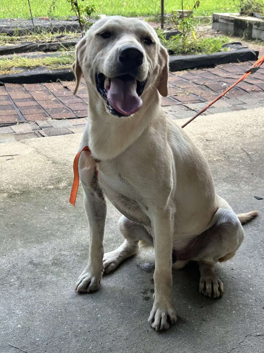 2 Free full blood yellow Labs image 2