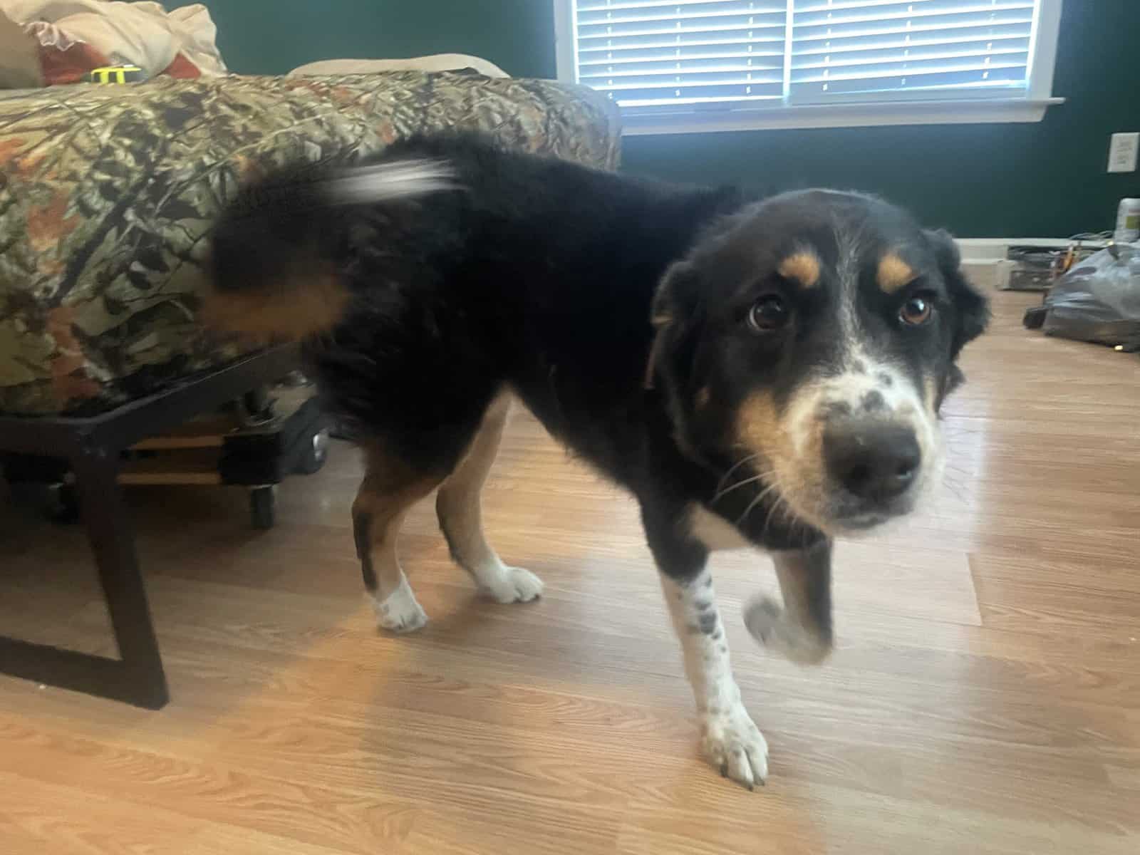 Female Husky/Australian Shepherd image 1