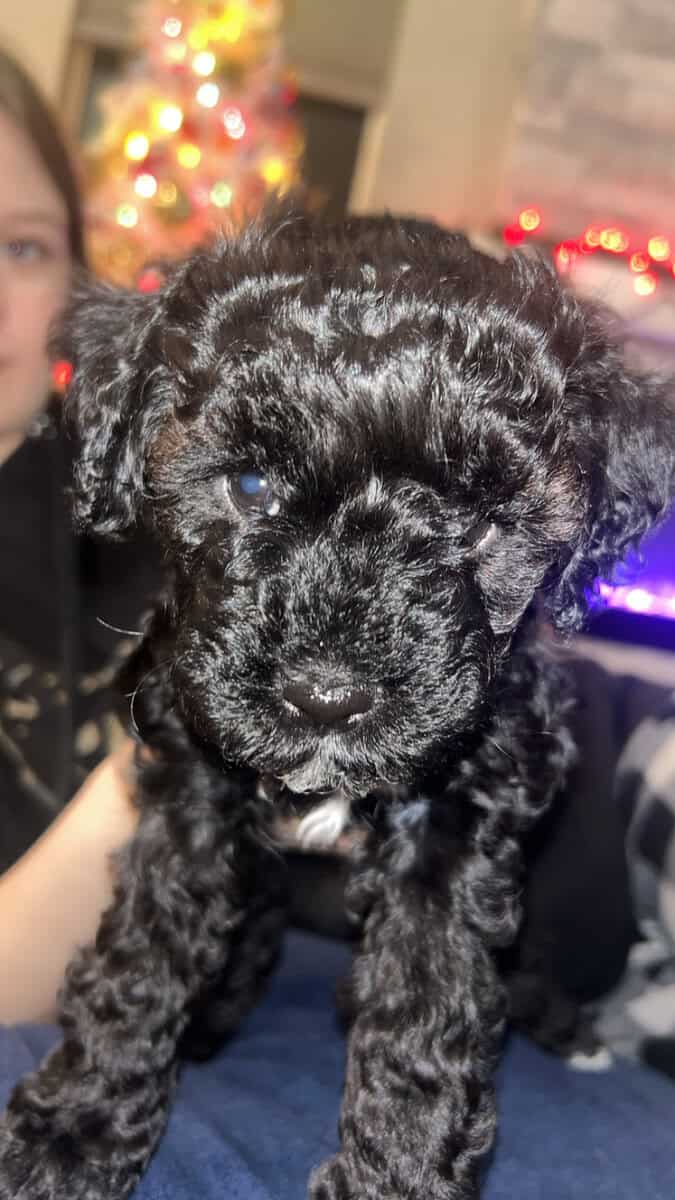 Tiny Doodle Puppies for Christmas in Iowa image 13