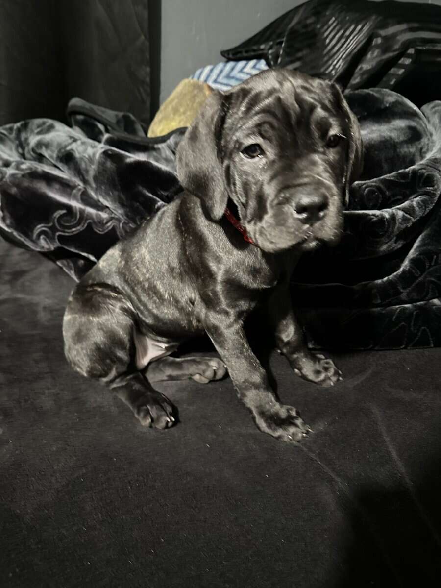 Cane Corso image 1