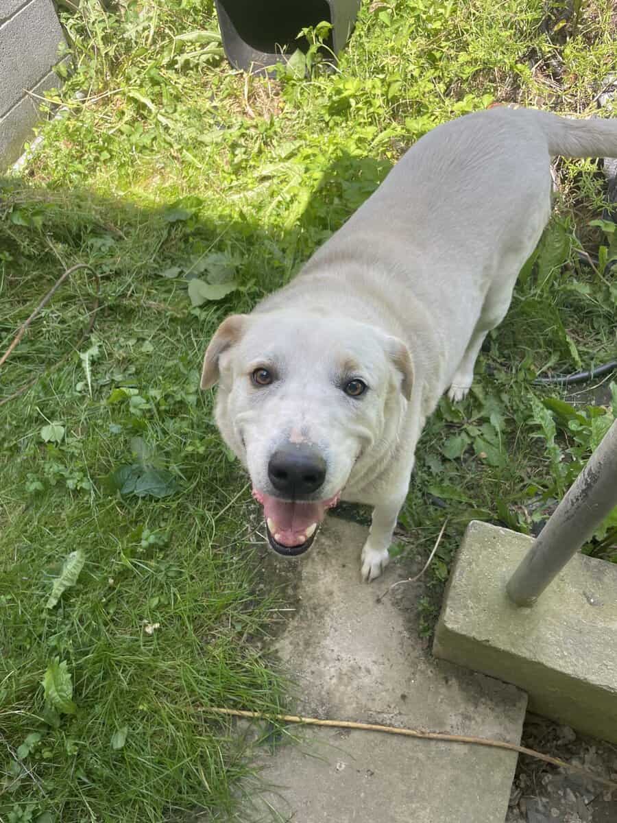 Large white dog needing new home. image 1