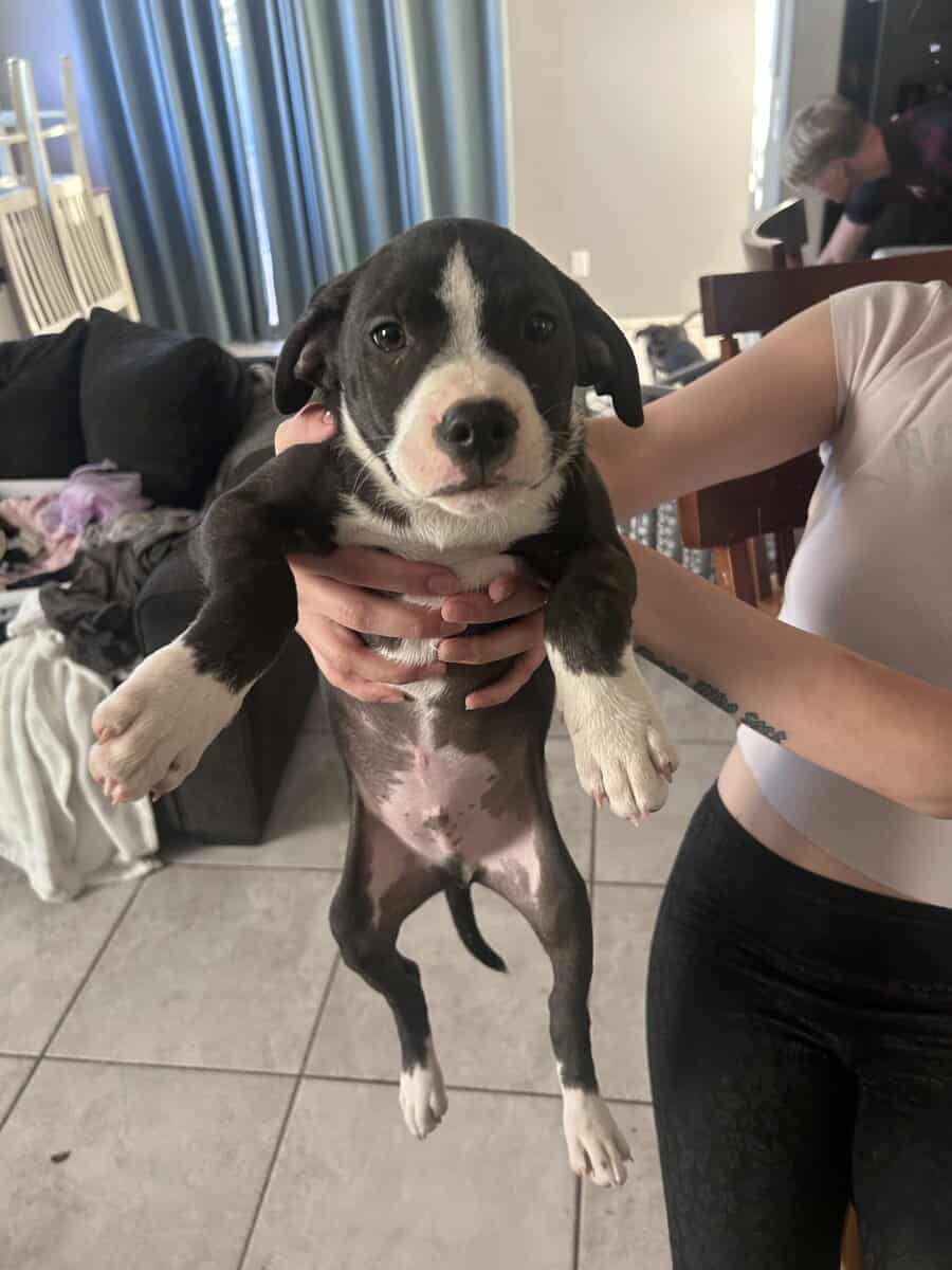 Selling Italian greyhound lab mix image 4