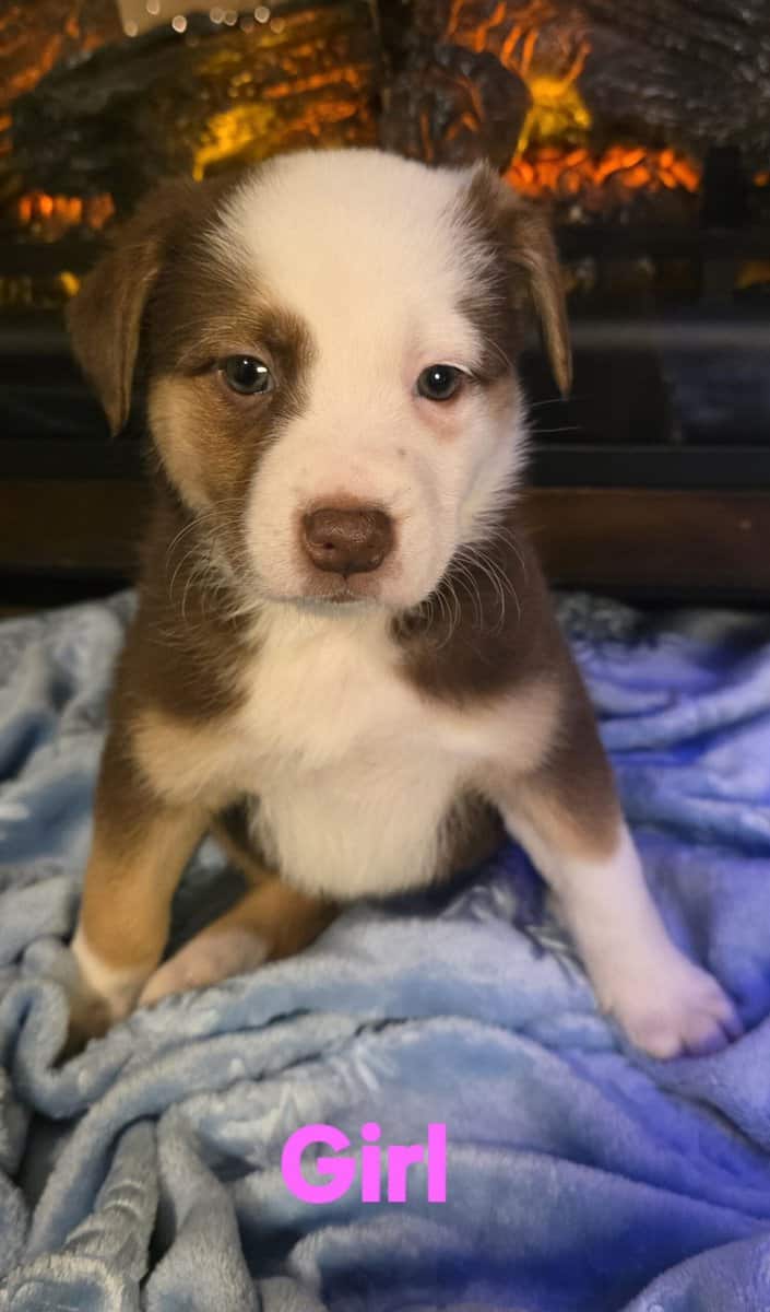 Australian Shepherd/Collie image 4