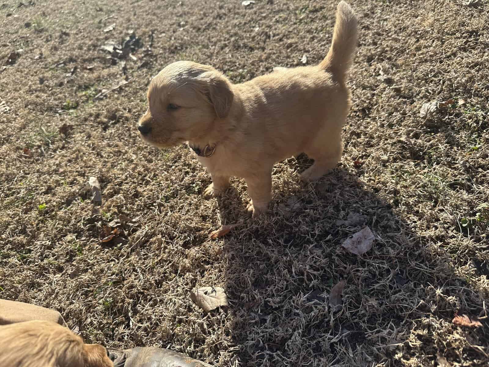 AKC Golden Retriever pups image 9