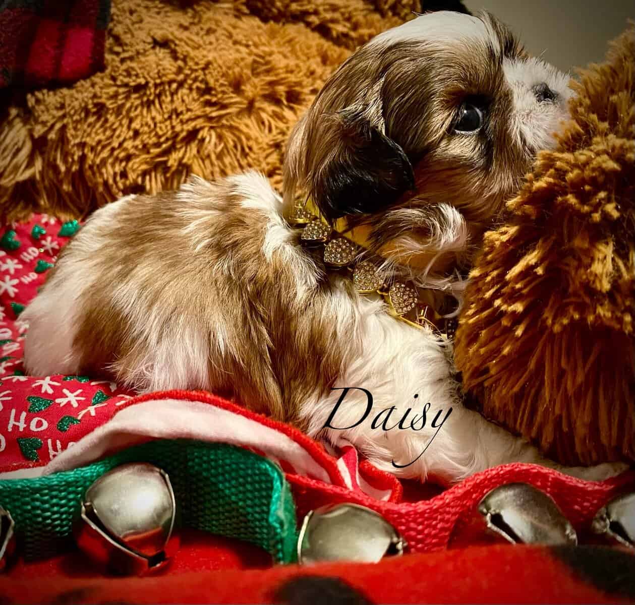 AKC Shihpoo and  Shihtzu Snuggles image 3