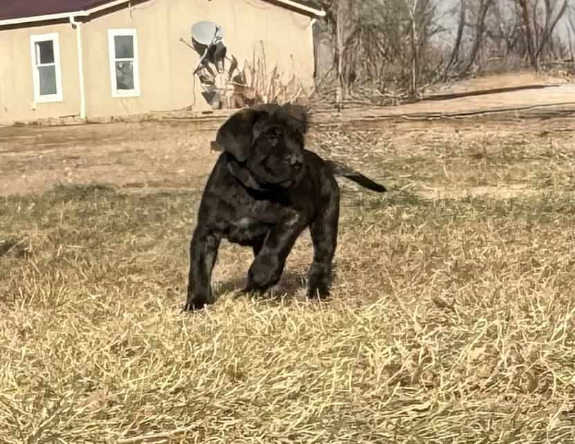 English Mastiff Puppies image 1