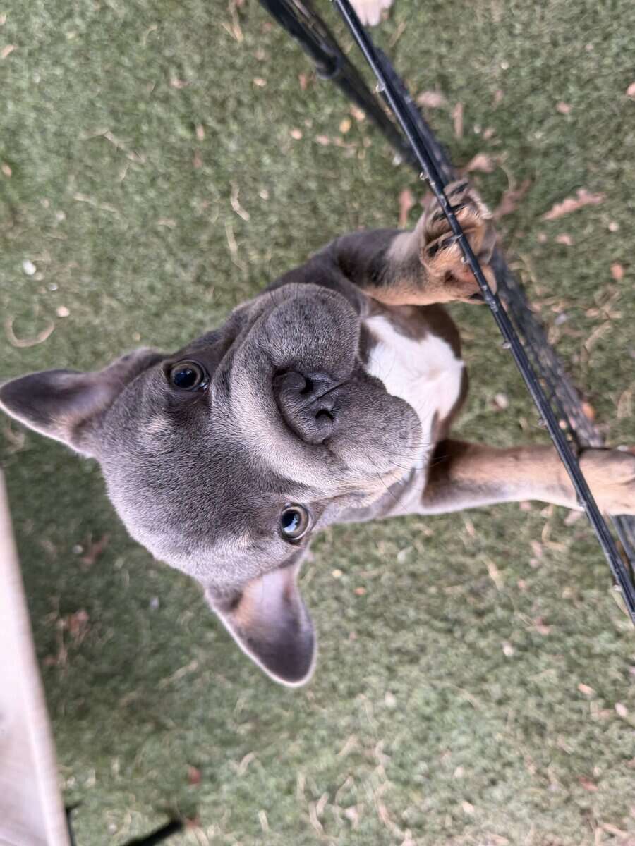 French Bulldog puppy Orange image 5