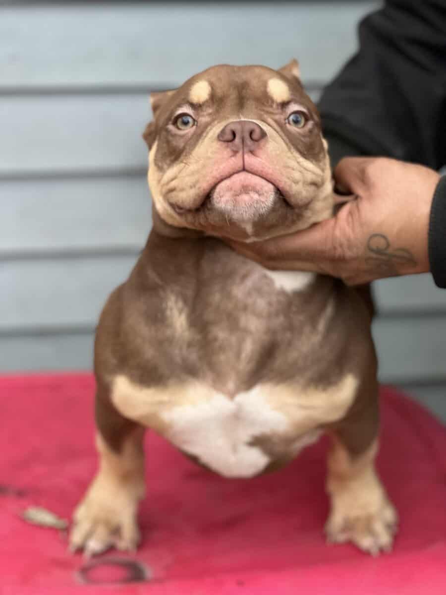 5 month pocket female image 2