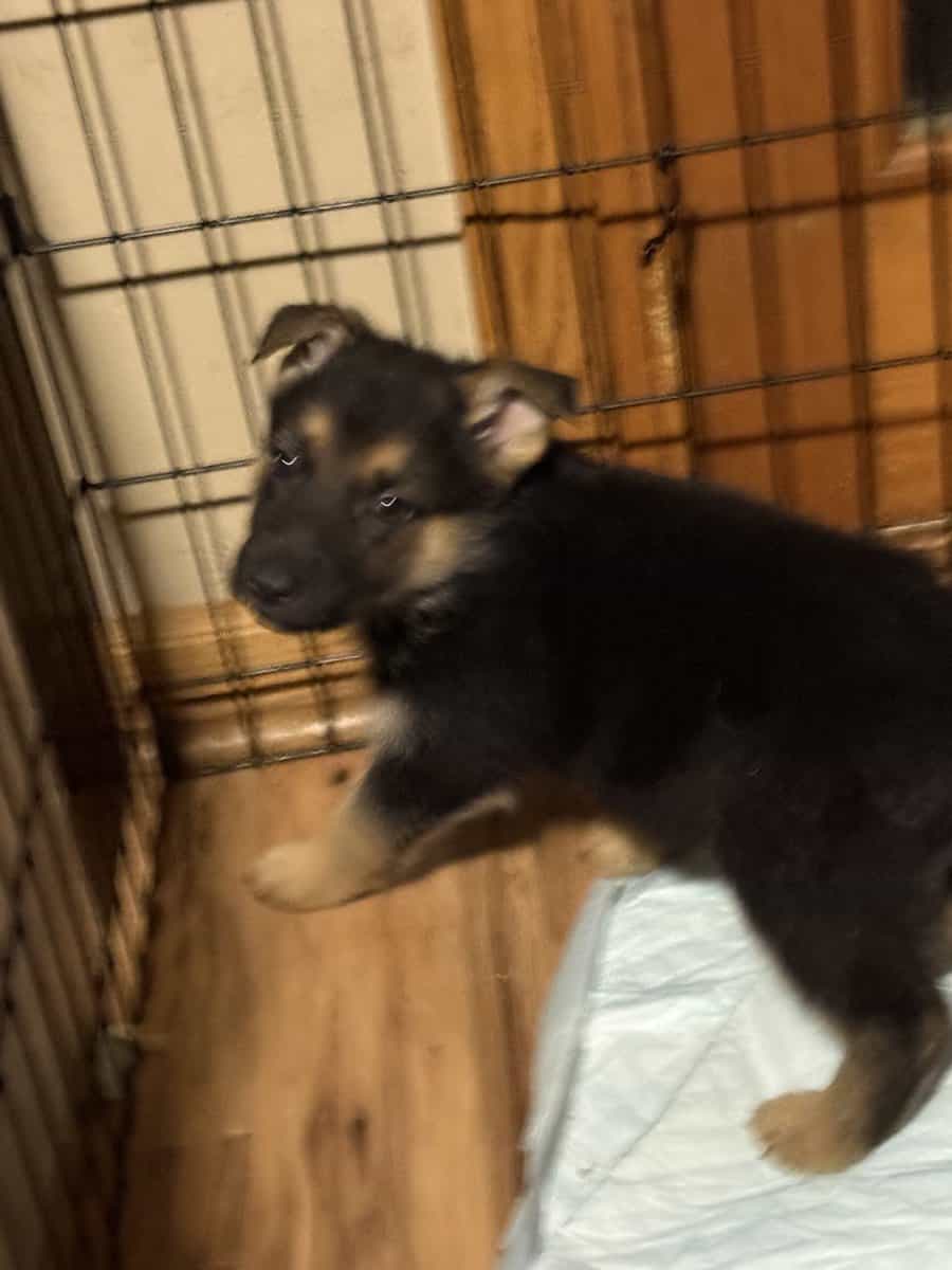 German shepherd puppies ready 12/20/2025 image 9