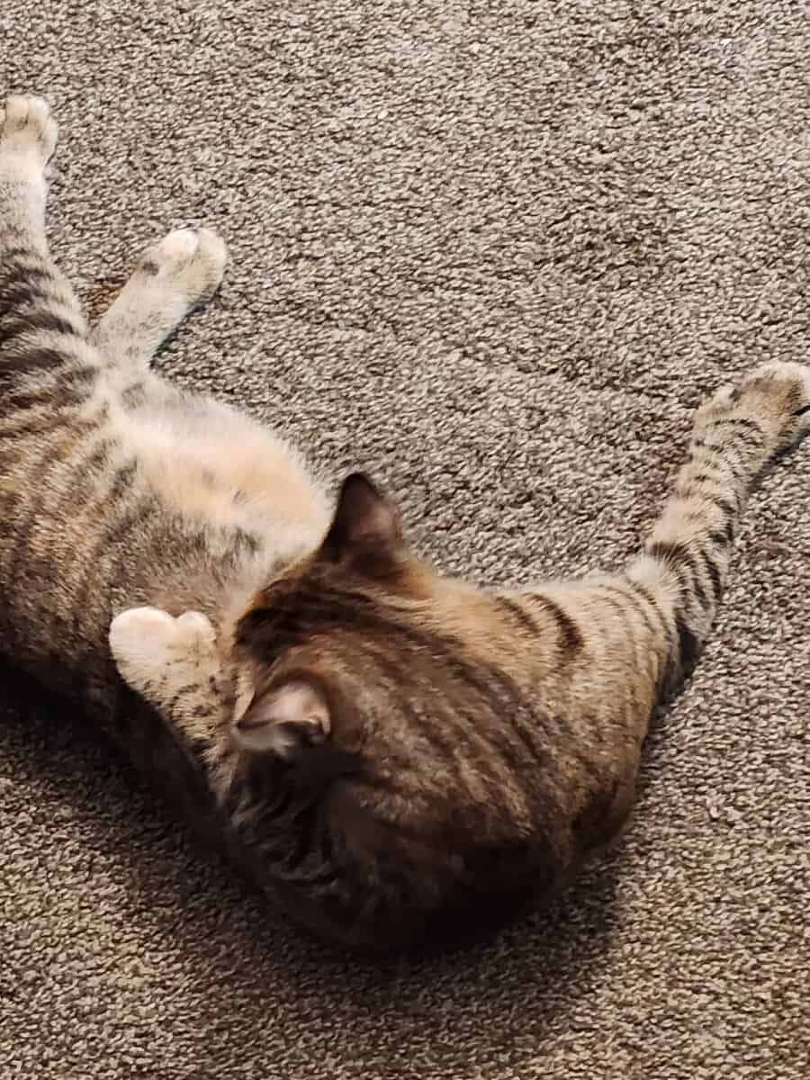 Free cat 1 year old image 3