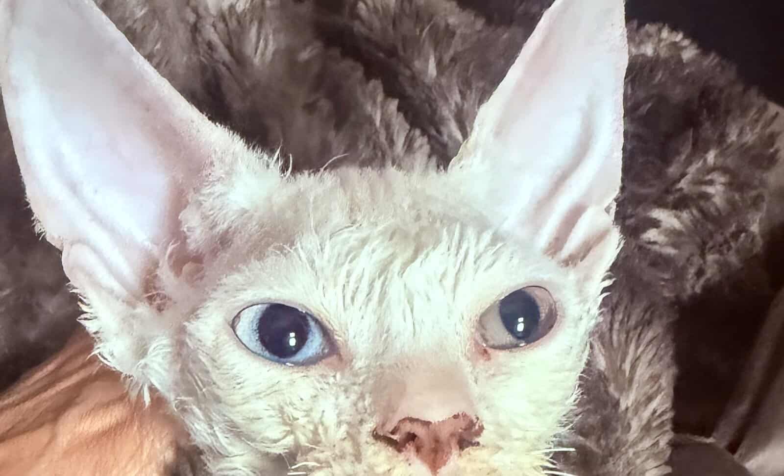Devon Rex image 3